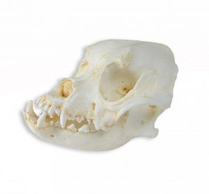Skull of Domestic Dog Canis Familiaris 2 Parts