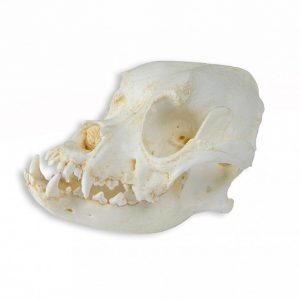 Skull of Domestic Dog Canis Familiaris 2 Parts
