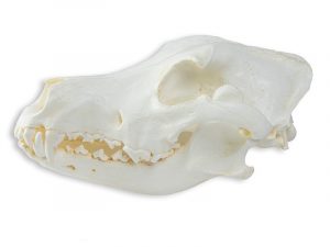 Canine Skull Model of Large Breed Dog 2 Parts