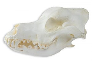 Canine Skull Model of Medium Breed Dog 2 Parts