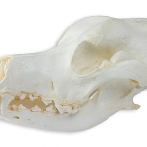 Canine Skull Model of Medium Breed Dog 2 Parts