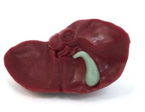 Anatomical Model Set 16 Parts - Image 3