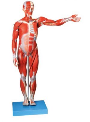 Muscle Male Figure18 Parts 170cm
