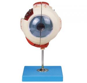 Eyeball 2 Parts