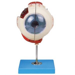 Eyeball 2 Parts