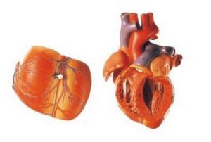 Detailed Human Heart Model 4 Parts Enlarged - Image 2