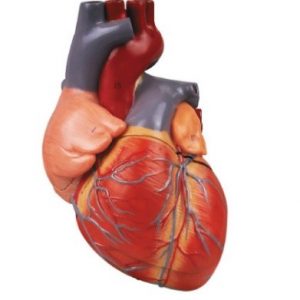 Detailed Human Heart Model 4 Parts Enlarged
