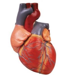 Detailed Human Heart Model 4 Parts Enlarged