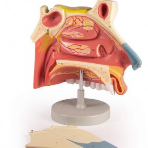 Median Sagittal Section of Nasal Cavity