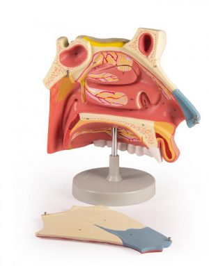 Median Sagittal Section of Nasal Cavity