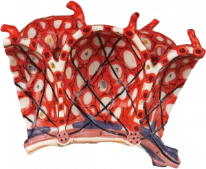 Pulmonary Lobular Model
