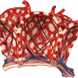 Pulmonary Lobular Model