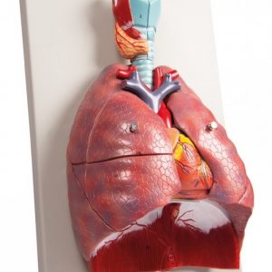 Model of the Cardiopulmonary System