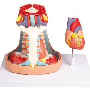 Mediastinum Model