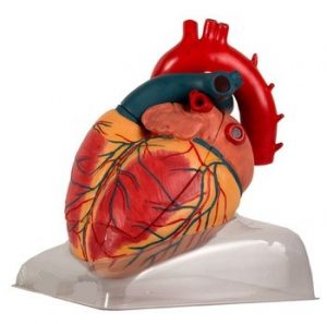 Adult Heart Model