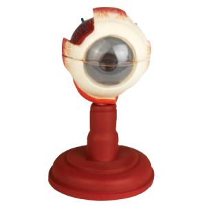 Eyeball MA07945