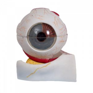 Eyeball Enlarged 5 Times