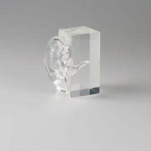 Anatomical Model of the Ear Transparent