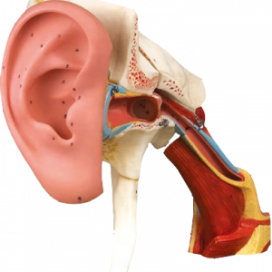 Ear Model with Auricle