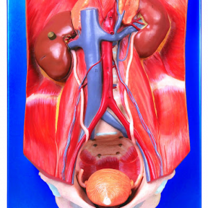 Urinary System MA08009