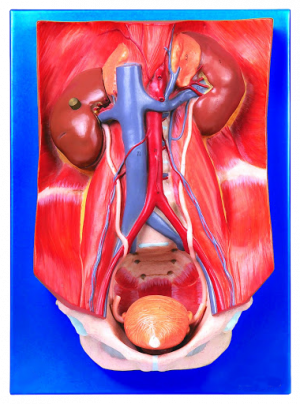 Urinary System MA08009