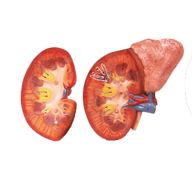 Kidney Model with Adrenal Gland