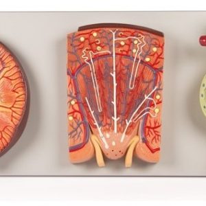 Kidney Nephron and Glomerulus