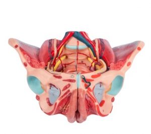 Detailed Female Pelvis Model 4 Parts - Image 2