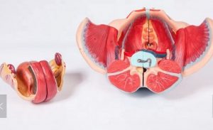 Detailed Female Pelvis Model 4 Parts - Image 3