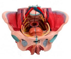 Detailed Female Pelvis Model 4 Parts