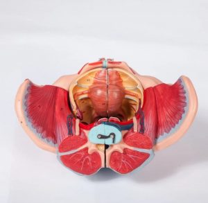 Detailed Female Pelvis Model 4 Parts - Image 4