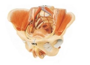 Detailed Female Pelvis Model 4 Parts - Image 5