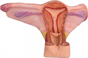 Female Inner Genital Organs