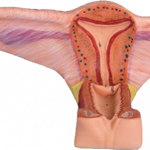 Female Inner Genital Organs