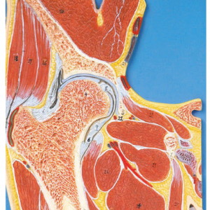 Hip Joint Section