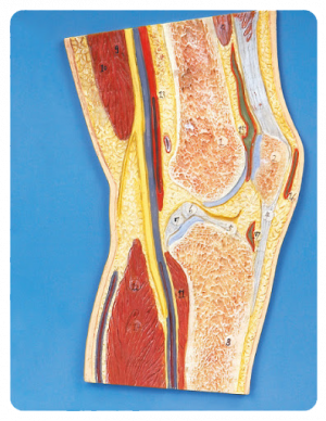 Knee Joint Section