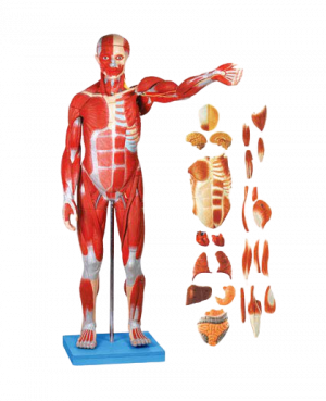 Muscles of Male with Internal Organs 170cm high