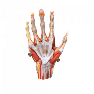 Muscle of Hand with Main Vessels and Nerves