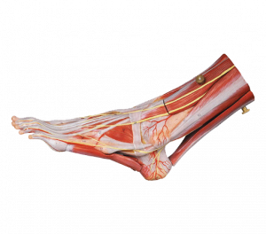 Muscle of Foot with Main Vessels and Nerves