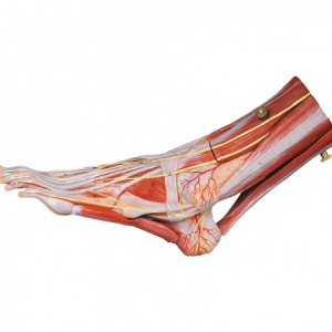 Muscle of Foot with Main Vessels and Nerves