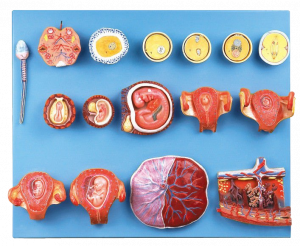 Human Fertilization and Early Embryogeny