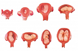 Set of Embryo Development Models 1-7 Months Pregnant