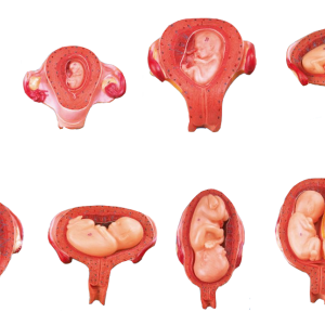 Set of Embryo Development Models 1-7 Months Pregnant