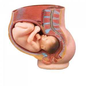 Pelvis with Uterus in Ninth Month Pregnancy