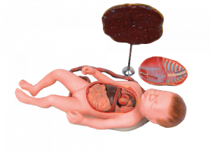 Fetal Model Girl