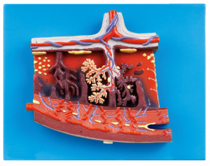 Enlarged Model of Placenta