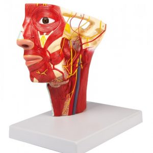 Head Model with Pathaway of Arteries