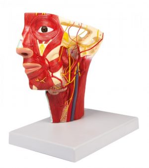 Head Model with Pathaway of Arteries