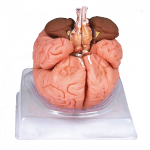 Human Brain Model Based On 8 Parts