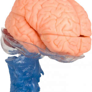 Human Brain Model based on